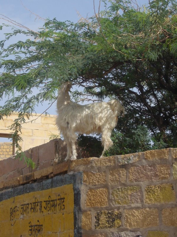 Travel - India - Rajasthan - Jaisalmer - Sheep and Cows